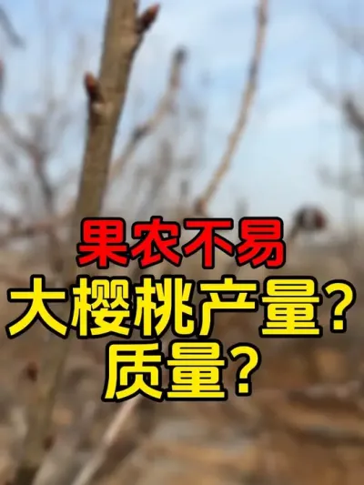 多留点花吧#大樱桃修剪 #车厘子树苗 #车厘子#果树修剪