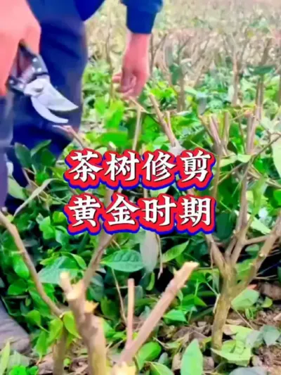 #茶树种植技术与管理 #茶树修剪 #抖音助农 #茶园管理