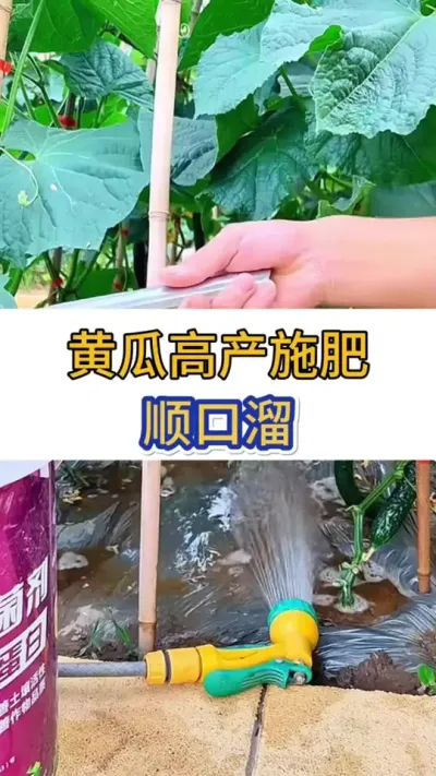 黄瓜高产施肥，顺口溜 #黄瓜 #黄瓜种植 #黄瓜高产种植 #服务三农支持三农 #三农