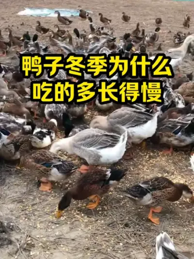 鸭子冬季为什么，吃的多长得慢 #抖音三农#养殖#养鸭