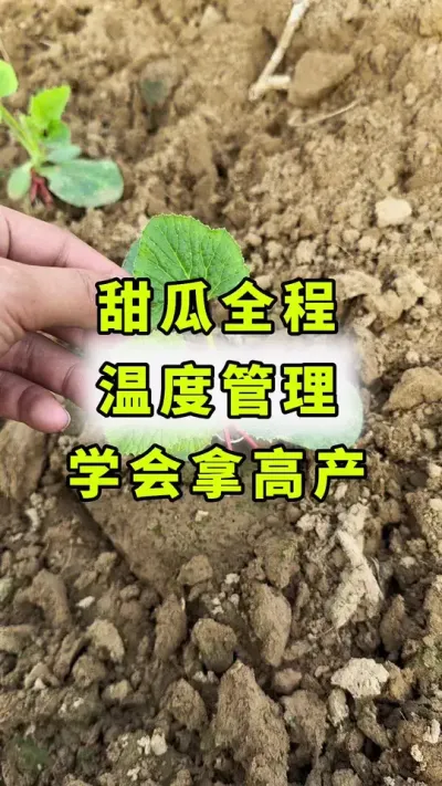 甜瓜全程温度管理！#农业种植 #传播农业小知识 #甜瓜种植 #大棚甜瓜 #甜瓜种植技术