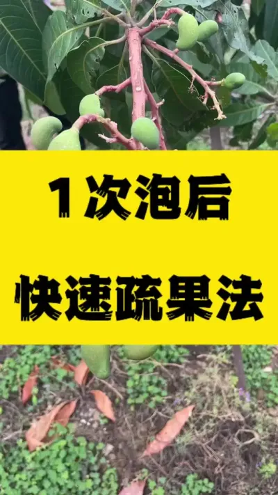小金煌第一次洗澡后，开始疏果了 #农业种植 #三农 #果园管理 #拉长膨大靓果技术