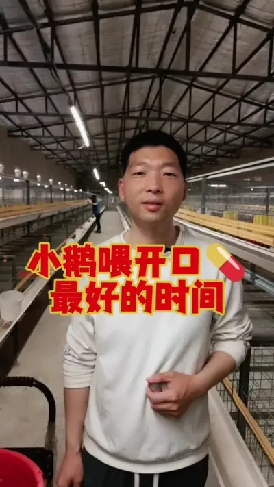 给小鹅喂开口药，最正确的时间，别再喂错了！#鹅苗 #养鹅人 #养鹅 #狮头鹅 #小鹅开口药
