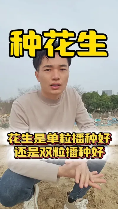 花生是单粒播种好还是双粒播种好？是上午播种好还是下午播种好？#花生高产 #花生种植 #花生膨壮粒粒饱 #花生管理 #种花生