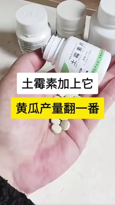 土霉素加上它，黄瓜产量翻一番 #黄瓜 #黄瓜高产种植 #黄瓜种植与管理 #服务三农支持三农 #三农