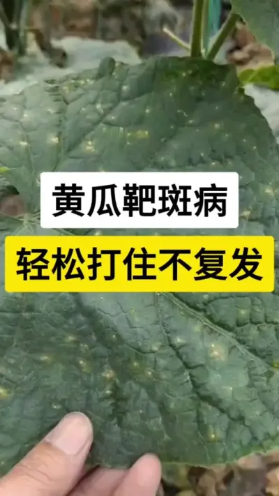 黄瓜靶斑病，轻松打住不复发 #黄瓜种植 #黄瓜高产种植 #黄瓜种植技术 #黄瓜 #三农