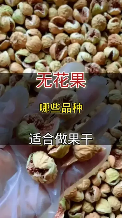 无花果那些品种适合做果干#无花果干