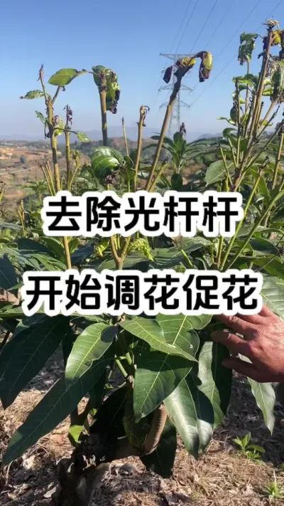 去除光杆杆，开始调花促花 #服务三农支持三农 #修剪