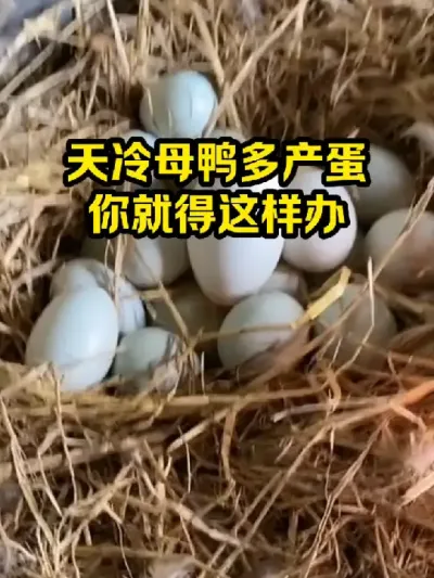 天冷母鸭多产蛋，你就得这样办 #抖音三农#养鸭#养殖