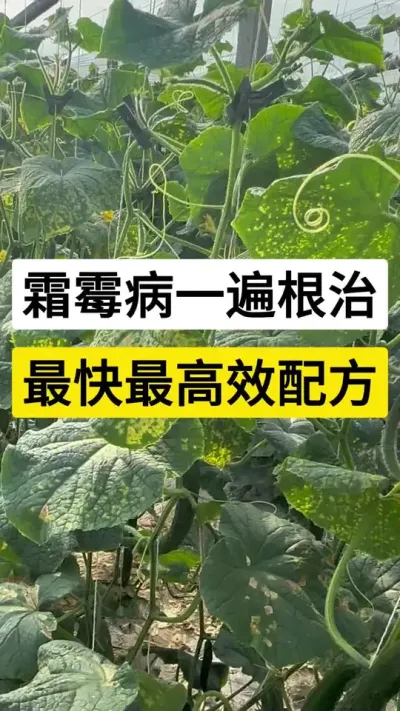 霜霉病一遍根治，最快最高效配方 #黄瓜 #黄瓜种植技术 #黄瓜高产种植 #黄瓜霜霉病 #农业技术推广