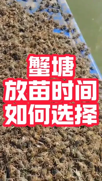 蟹塘放苗时间如何选择#河蟹养殖 #大闸蟹养殖 #螃蟹养殖 #大闸蟹#抖音助农