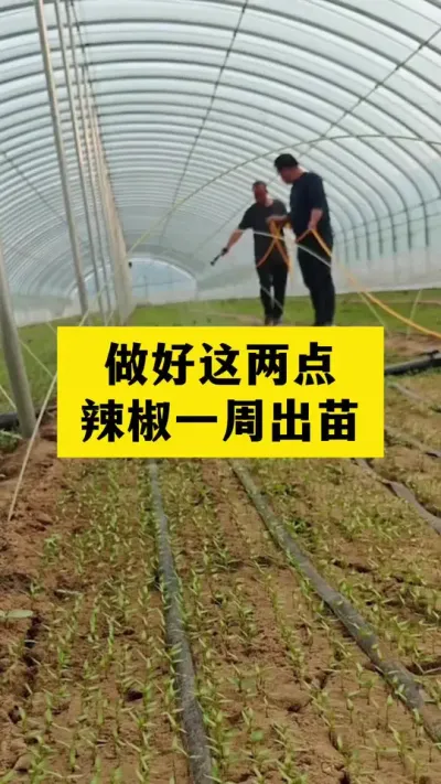 辣椒怎样才能出苗又快又整齐#农业种植 #三农服务 #种植小技巧