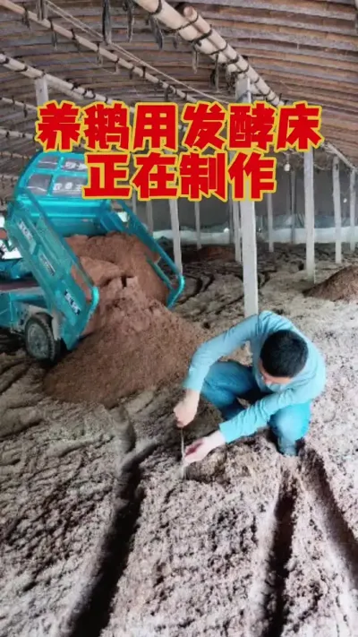养鹅用的发酵床，正在制作当中。#狮头鹅 #养鹅 ##养鹅人 #养鹅技术 #鹅苗
