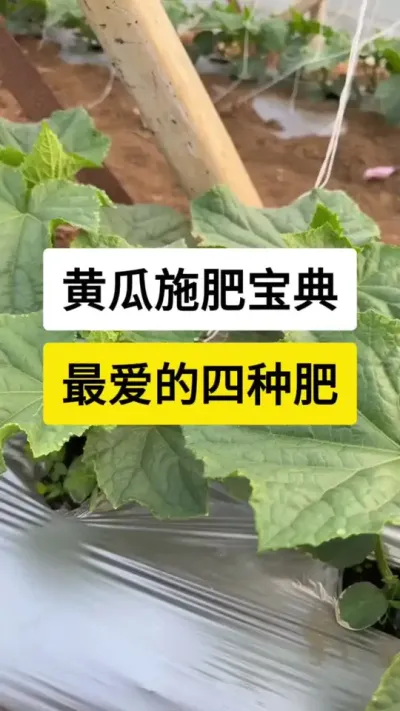 黄瓜施肥宝典，最爱四种肥。 #黄瓜 #黄瓜高产种植 #黄瓜种植 #三农 #抖音助农