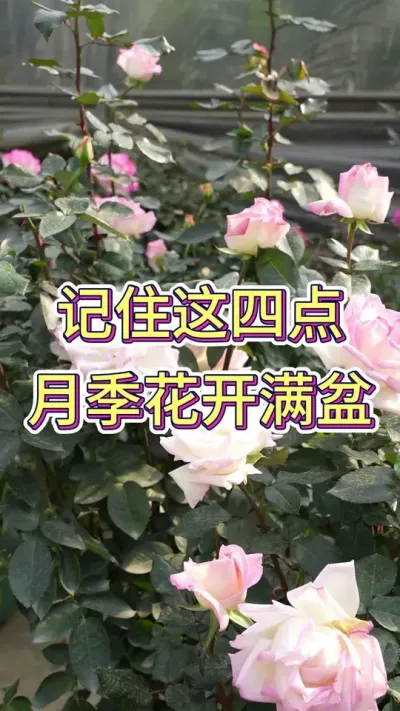 月季怎么开满盆#月季 #花卉基地 #月季养护 #花卉绿植 #月季花