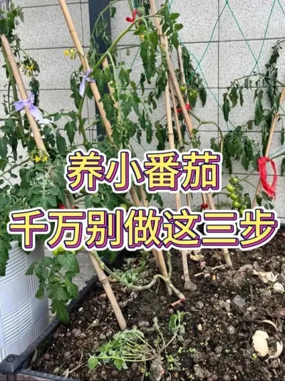 养小番茄千万别做这三步#小番茄 #小番茄种植 #花卉绿植 #养花小知识 #养花人的乐趣