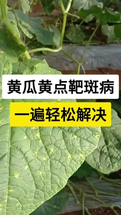 黄瓜黄点靶斑病，一遍轻松解决 #黄瓜 #黄瓜高产种植 #黄瓜种植与管理 #靶斑病 #病虫害防治