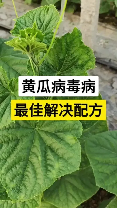 黄瓜病毒病，最佳解决配方 #黄瓜种植技术 #黄瓜高产种植 #病虫害防治 #病毒病 #服务三农支持三农