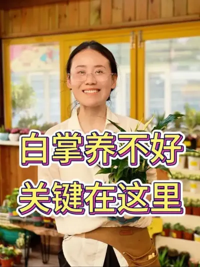 白掌养不好，关键在这里#养花的乐趣 #养花人的乐趣 #养护小知识 #白掌 #花的世界很美
