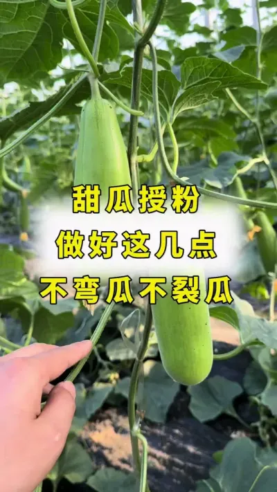 博洋甜瓜授粉，不弯瓜，不裂瓜！#农业种植 #甜瓜种植 #良田神话#甜瓜授粉 #甜瓜裂瓜