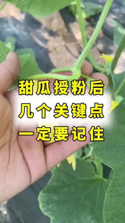 甜瓜授粉后，几个关键点，一定要记住！#传播农业小知识 #甜瓜种植 #甜瓜授粉 #甜瓜种植技术 #大圣金太龙
