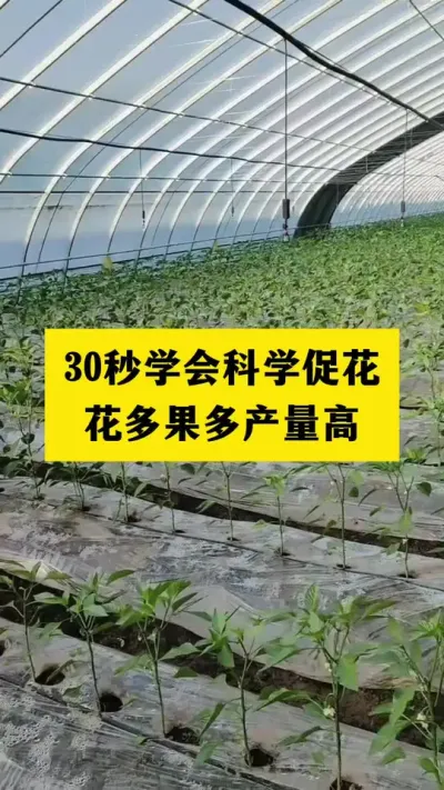 种椒不催花，辛苦全白搭，30秒学会促花催花#分享农业知识帮农民增产增收 #抖音助农 #三农