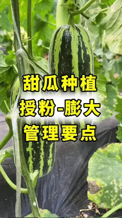 博洋甜瓜，授粉到膨大，管理要点！#甜瓜种植 #甜瓜授粉 #大圣金太龙 #良田神话 #甜瓜种植技术