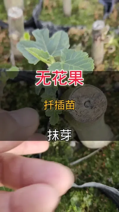 无花果扦插苗抹芽#无花果 #种植小技巧