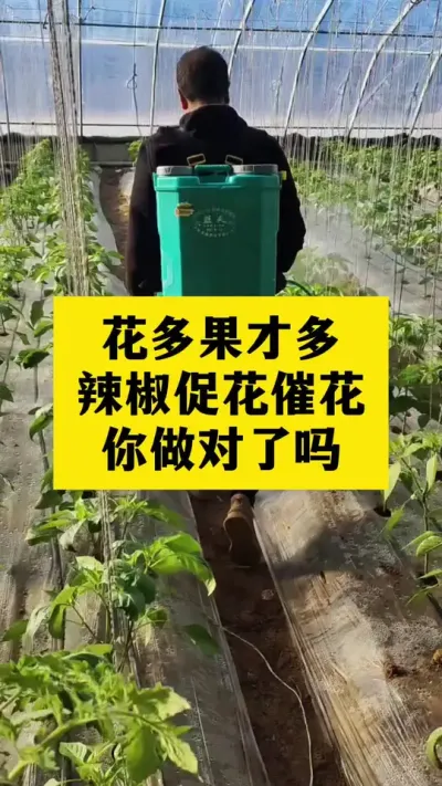 种椒不催花，辛苦全白搭 ，花多果才多 #促花保果 #分享农业知识帮农民增产增收 #三农