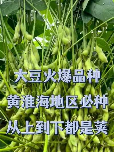 大粒密荚王 黄淮海地区主推 亩产700斤 #优质农产品 #抖音助农 #服务三农支持三农 #产量特别高 #种子
