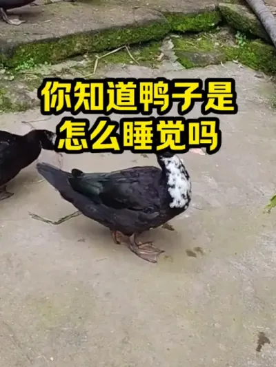 你知道鸭子，怎么睡觉吗 #抖音三农#养殖#养鸭
