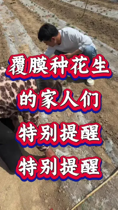 覆盖地膜种花的家们特别提醒，特别提醒。#花生种植#花生高产  #种花生 #花生种植管理技术 #花生高产种植