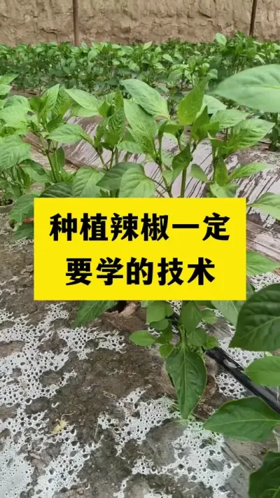 种植辣椒一定要学的技术#分享农业知识帮农民增产增收 #三农 #农业种植技术