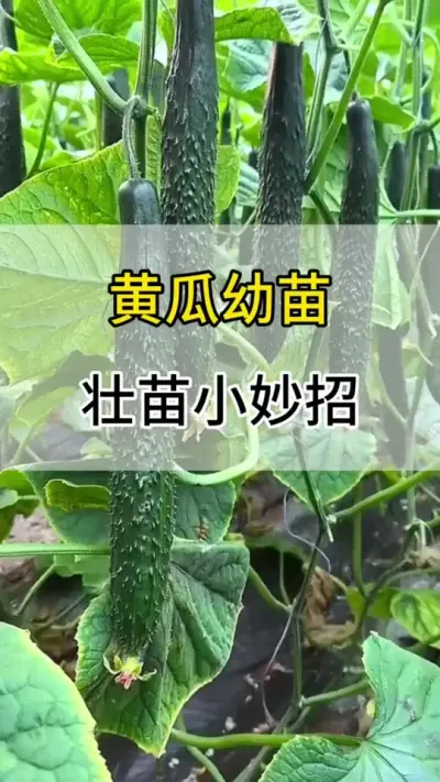黄瓜幼苗壮苗小妙招 #黄瓜 #黄瓜种植 #服务三农支持三农 #黄瓜种植与管理
