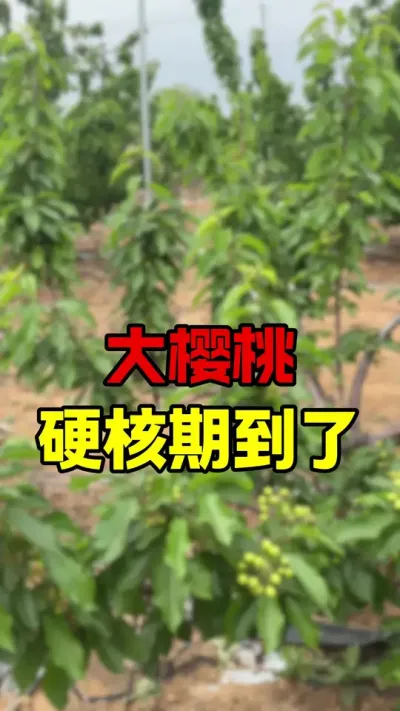 大樱桃硬核期#车厘子树苗 #车厘子大樱桃 #大樱桃种植管理 #果树管理