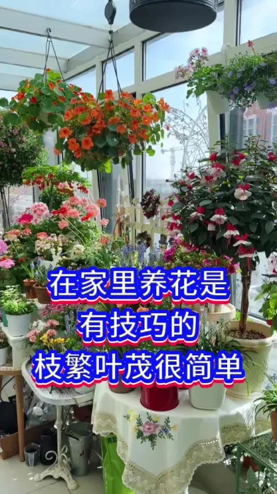 家里养花也可以枝繁叶茂#养花小知识 #爱生活爱养花 #花卉绿植