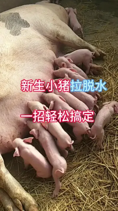 #养猪人加油干 #三农 #养猪人不容易 #三农养猪 #自繁自养