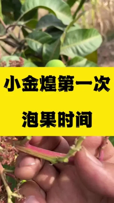 小金煌第一次泡果时间点，你掌握了吗 #农业种植 #助力三农 #无胚果