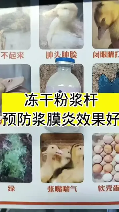 冻干粉照顾好#养鸭人#养鸭技术#养鸭流程