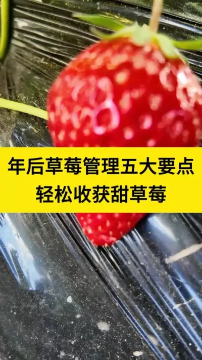 年后草莓管理五大要点，轻松收获甜草莓#种植草莓 #草莓种植技术 #草莓种植 #草莓膨果 #草莓管理