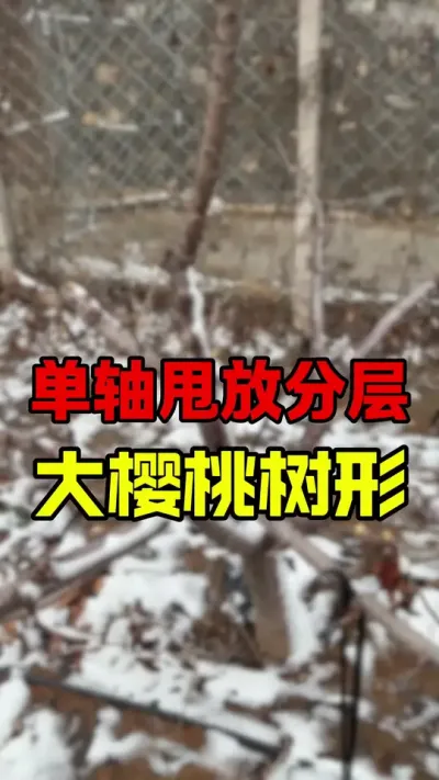 单轴甩放树形#大樱桃修剪#车厘子树苗 #果树管理 #美早樱桃