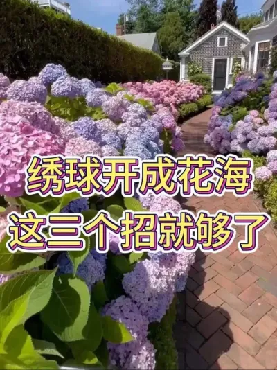 绣球开成花海，这三个招就够了#绣球 #绣球养护 #花卉绿植 #养花小知识 #花卉绿植