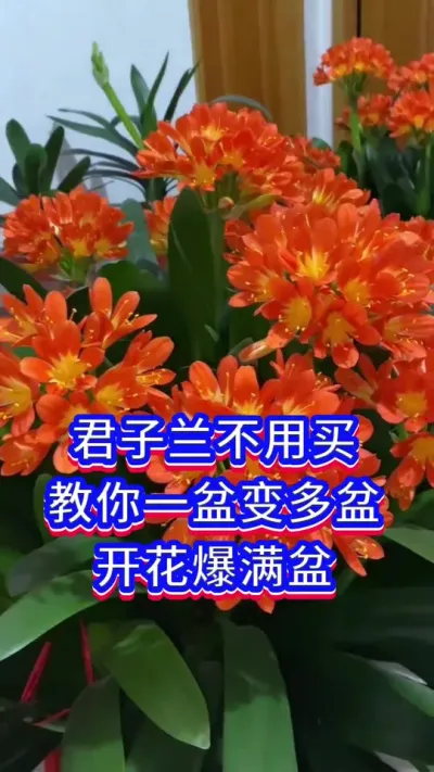 君子兰养护小技巧#君子兰 #养花小知识 #英子园艺