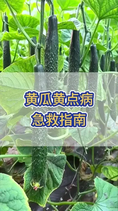 黄瓜黄点病，急救指南 #黄瓜 #黄瓜种植 #黄瓜靶斑病 #黄瓜黄点病 #服务三农支持三农