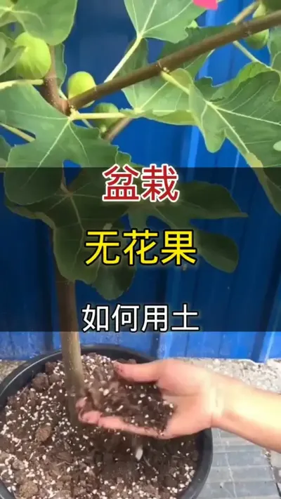 盆栽无花果土壤选择#无花果 #种植小技巧