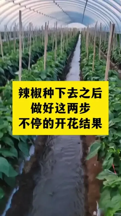 辣椒种下去之后做好这两步管理，开花不停，结果不断 #三农种植小知识 #分享农业小知识 #促花保果增产增收