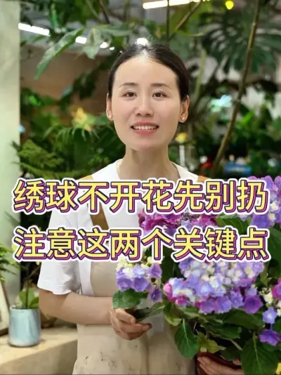绣球不开花先别扔，注意这两个关键点#绣球 #绣球养护 #花卉绿植 #养花小知识 #养花人的乐趣