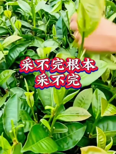 #春茶采摘 #抖音助农扶农 #召唤茶友 #茶是春天的仪式感 #茶树种植技术与管理