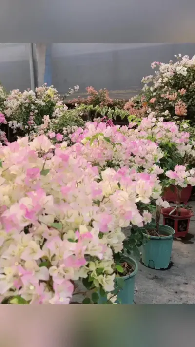 #三角梅 #花卉绿植 #三角梅盆景 #爱生活爱养花 #花的世界很美