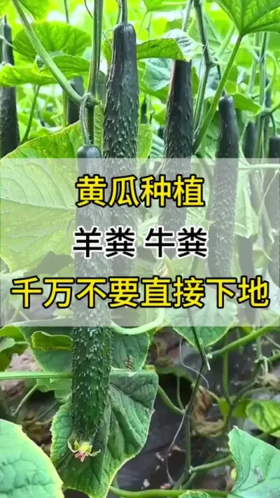 黄瓜地里羊粪牛粪千万不要直接下地 #黄瓜种植 #黄瓜 #服务三农支持三农 #三农